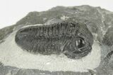 Two D Gerastos Trilobites - Mrakib, Morocco #204431-3